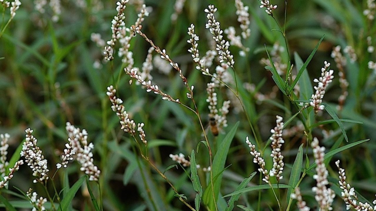 Conheça a erva que combate hemorroidas  e varizes