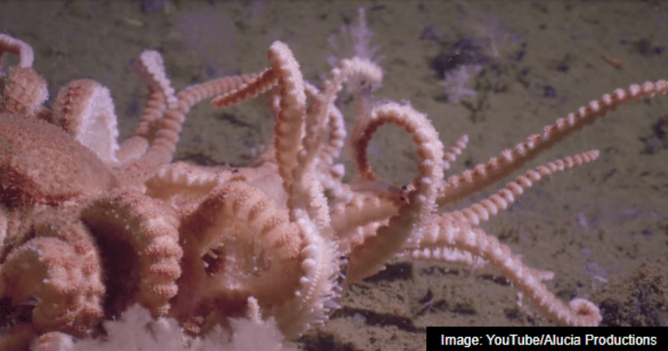 Criaturas bizarras vivem escondidas na extrema Antártica 