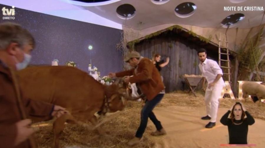 Vídeo: Vaca se descontrola e provoca confusão em programa de TV 