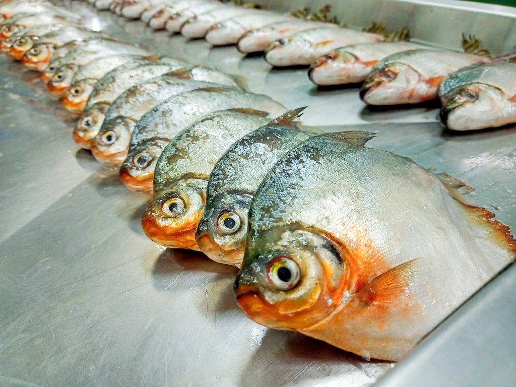 Presença de plástico em peixes do Amazonas mostra grande poluição dos rios