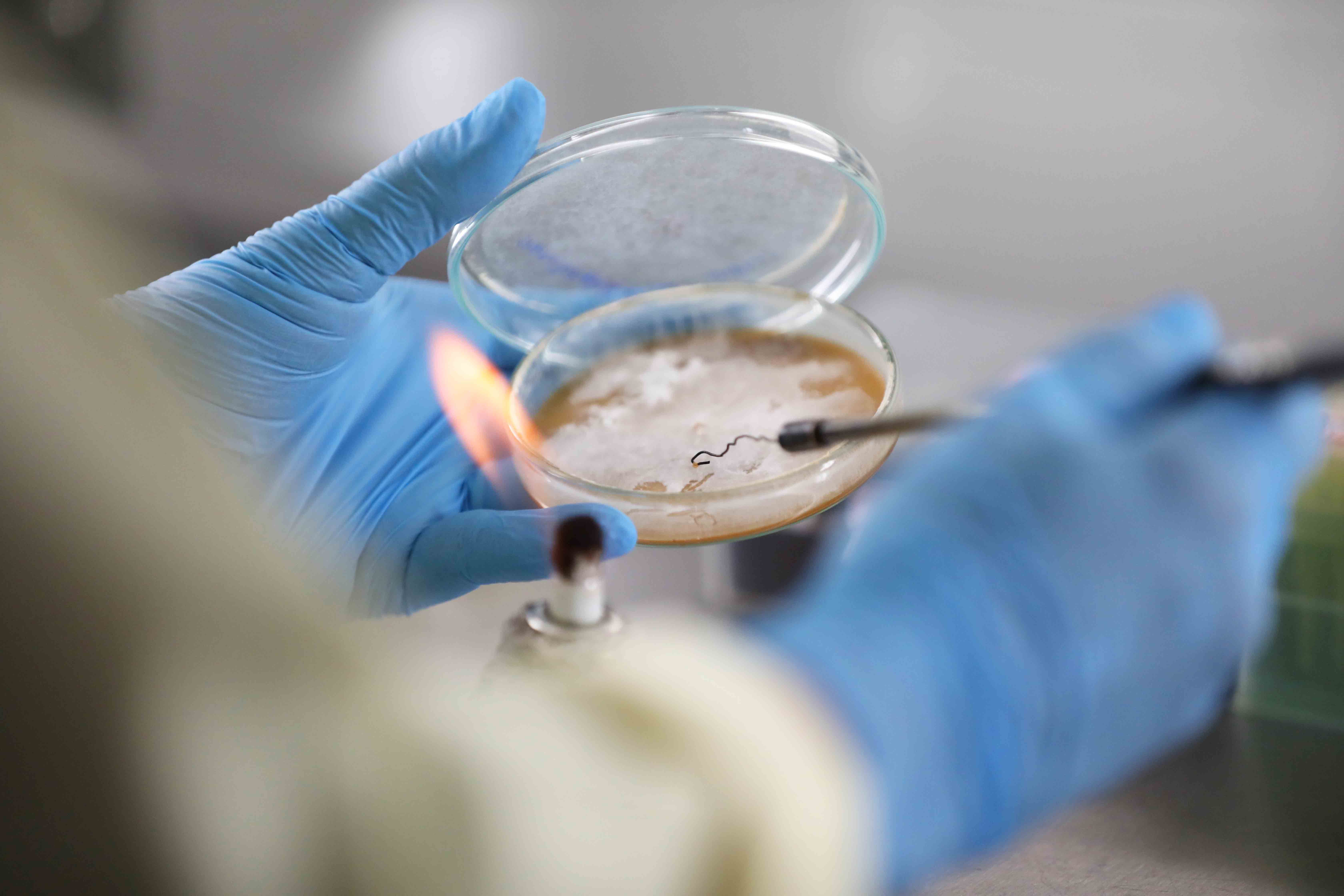 Pesquisa aponta resistência do fungo causador de mancha-alvo no Amazonas