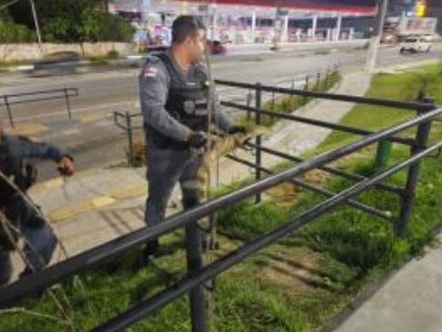 Jacaré assusta populares ao surgir no estacionamento de hospital em Manaus