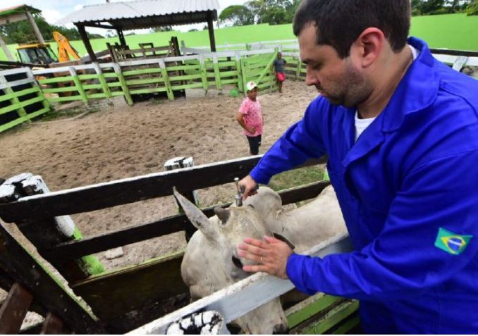 Vacinação contra febre aftosa começa na próxima semana no Amazonas