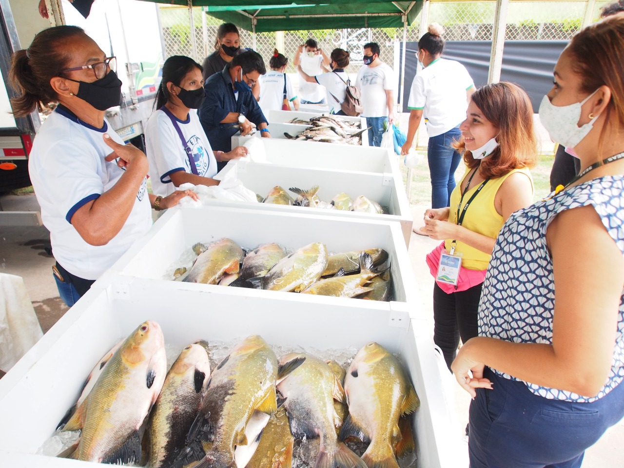 Feirão do Pescado em Manaus terá tambaqui e pirarucu a R$ 8 o quilo