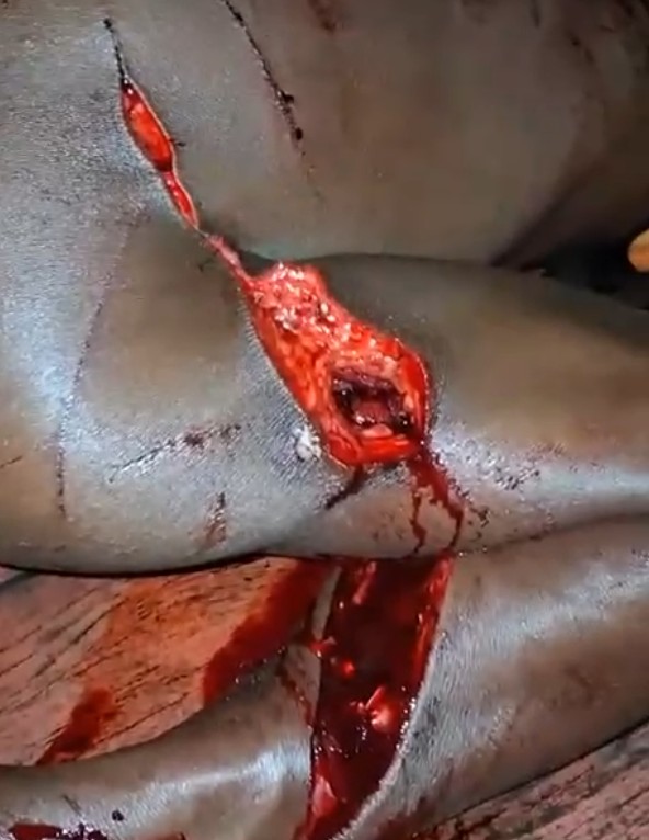 Homem morre ao ser atacado por onça dentro de casa em comunidade no Irandub