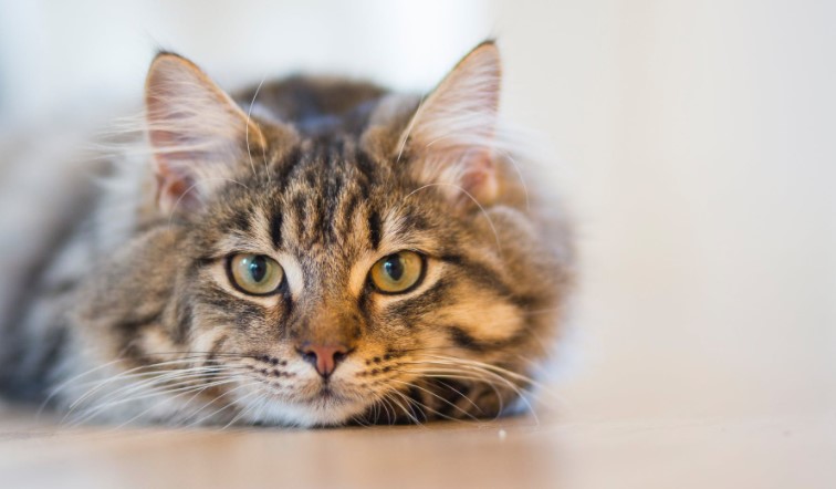 Conheça os benefícios da interação de crianças autistas com pets