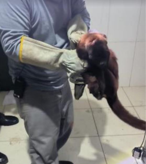 Macaco 'Guariba Vermelha' é resgatado após atropelamento em Manaus