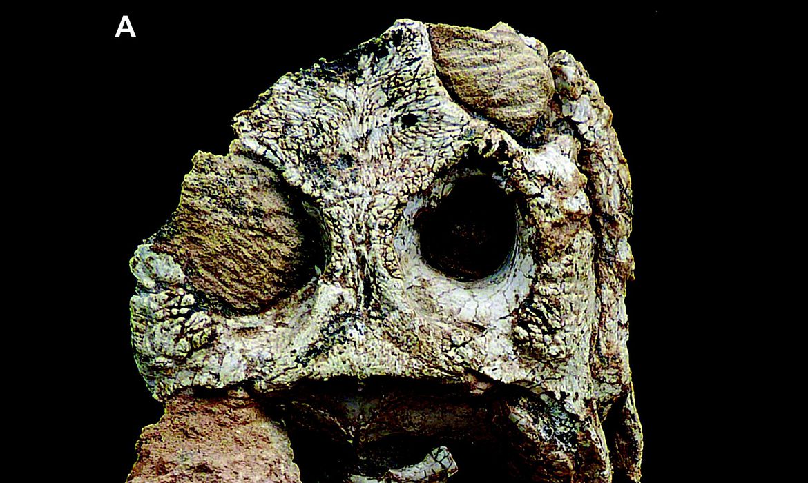 Acervo da Uerj ganha dois fósseis de nova espécie de crocodiliformes