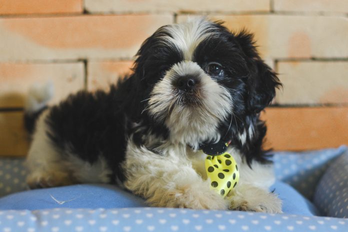 Pet shop que permitiu fuga e morte de cão vai indenizar tutores do animal