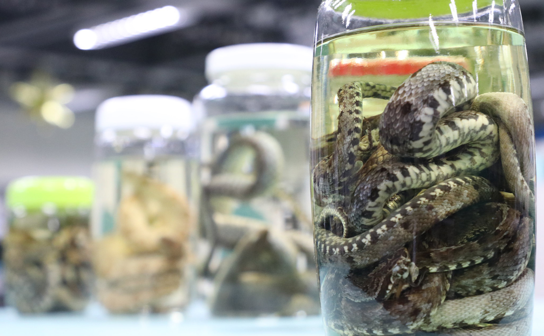 Amazonas registra 1.788 acidentes com animais peçonhentos neste ano