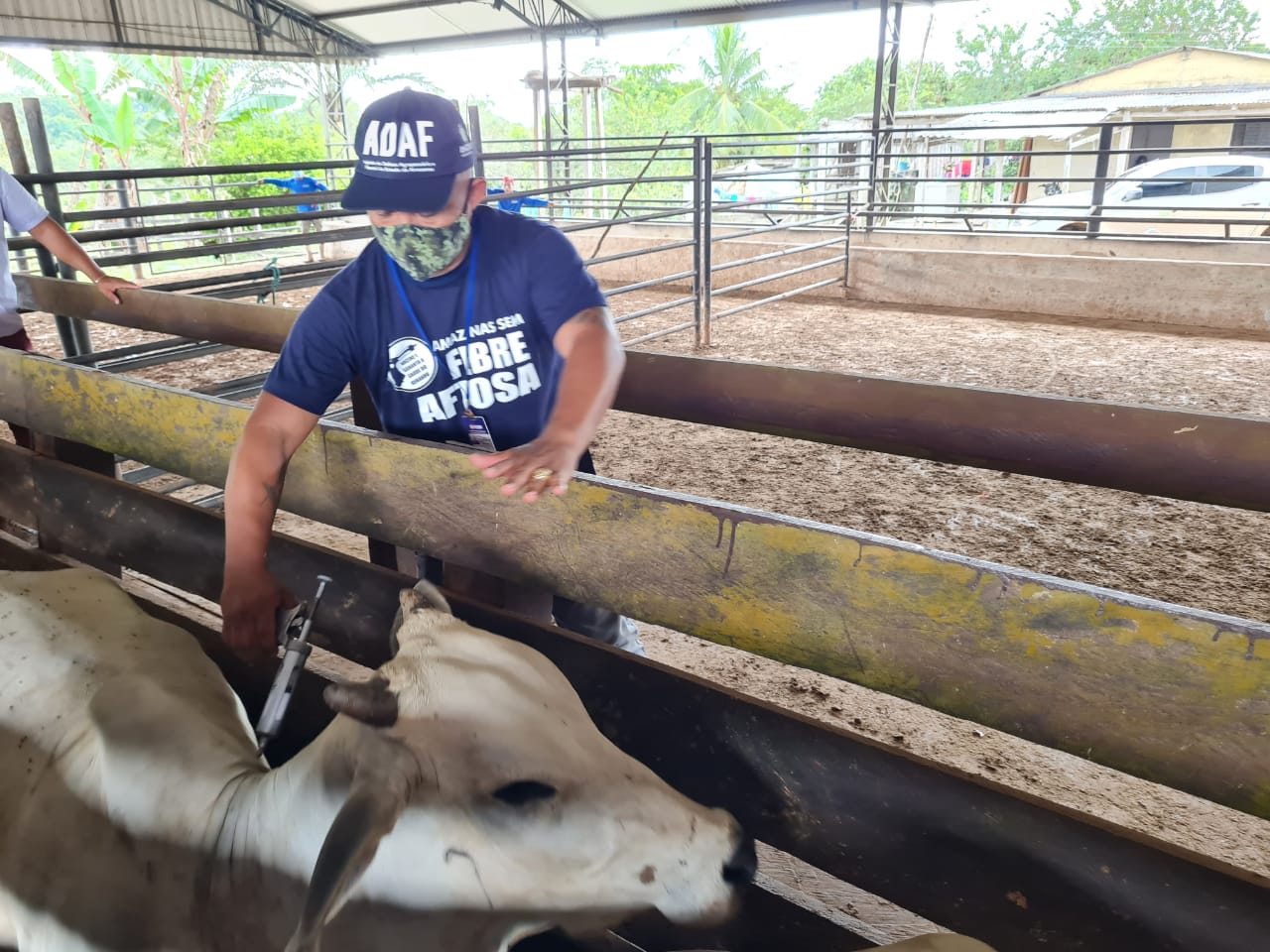 Campanha de vacinação contra Febre Aftosa começa este mês no Amazonas
