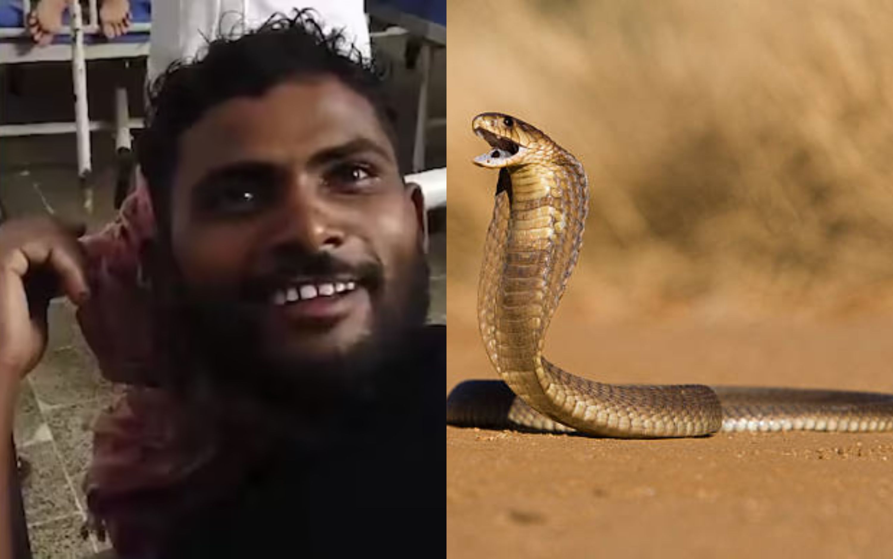 Homem mata cobra venenosa com mordidas após ser atacado