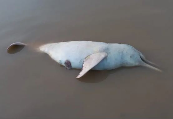 ICMBio investiga a morte de 110 botos no interior do Amazonas 