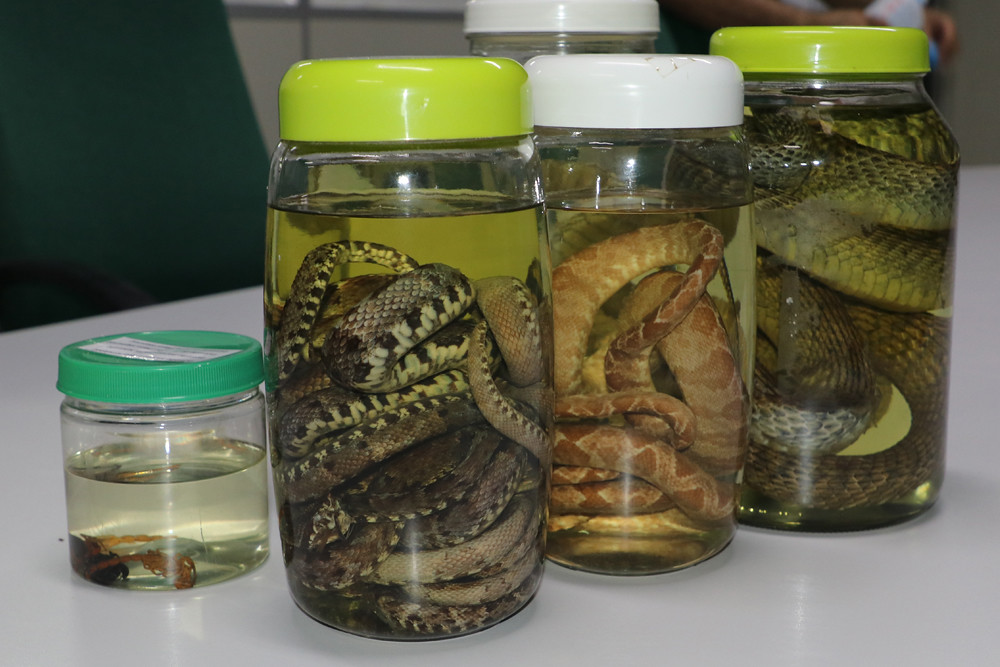 Amazonas apresenta estabilidade em acidentes com animais peçonhentos