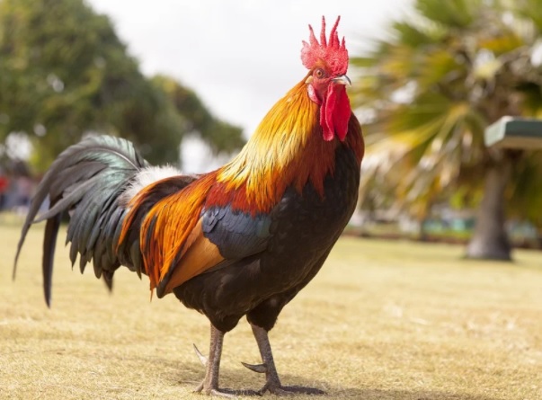 Galo que era explorado em rinha mata o próprio dono