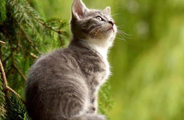 ONU traz recomendações para reduzir transmissão de covid em animais