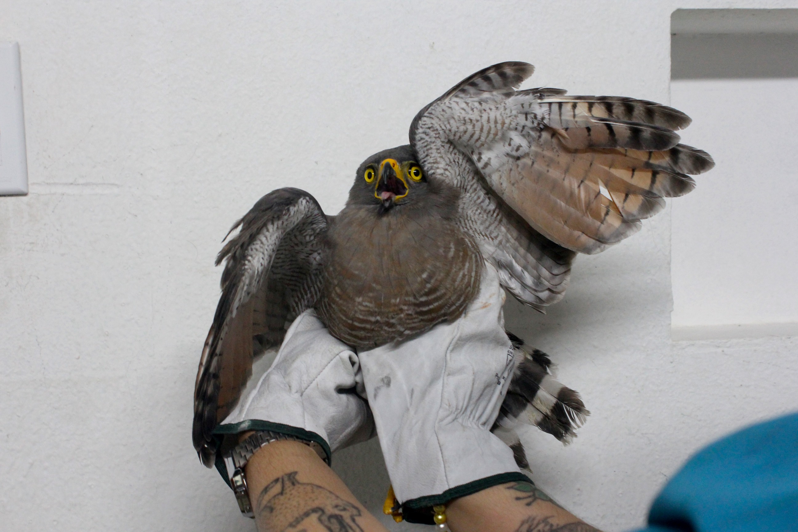 Gavião-carijó com suspeita de fratura é resgatado próximo ao Sambódromo