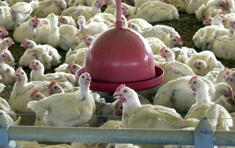 Ministério da Agricultura descarta novos casos de doença aviária no Brasil