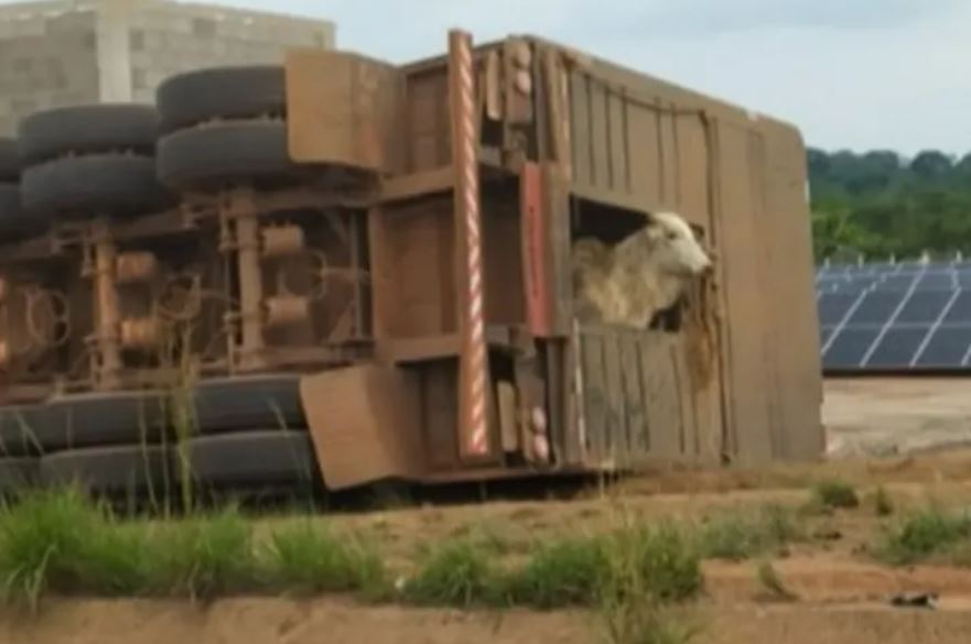 Motorista morre após caminhão tombar com 70 bois na rodovia Transamazônica