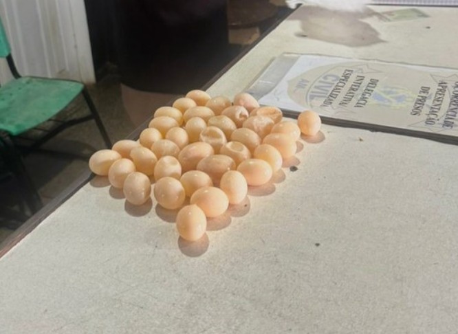 Passageira é presa ao ser pega com 36 ovos de tracajá na bagagem em Tefé