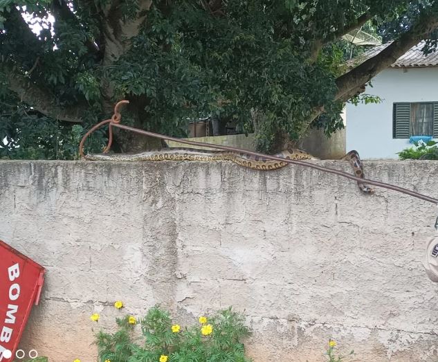 Sucuri aparece em cima de muro e apavora cachorros