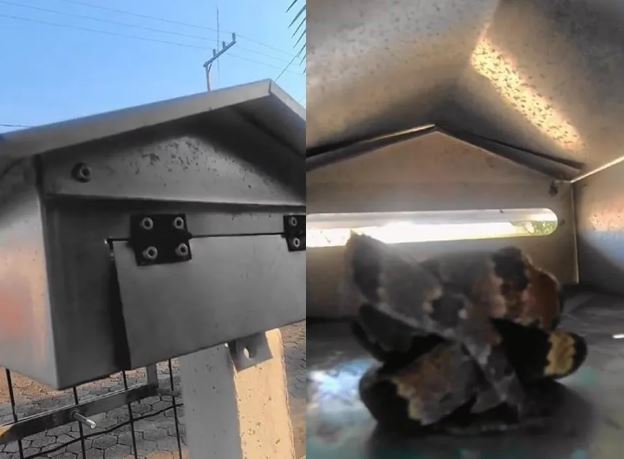 Mulher encontra cobra dentro de caixa de correio