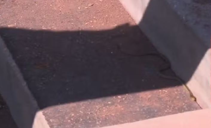 Cobra causa susto e interrompe jogo decisivo