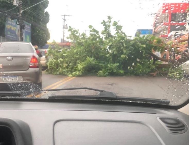 Árvore tomba no meio de avenida e deixa trânsito complicado em Manaus