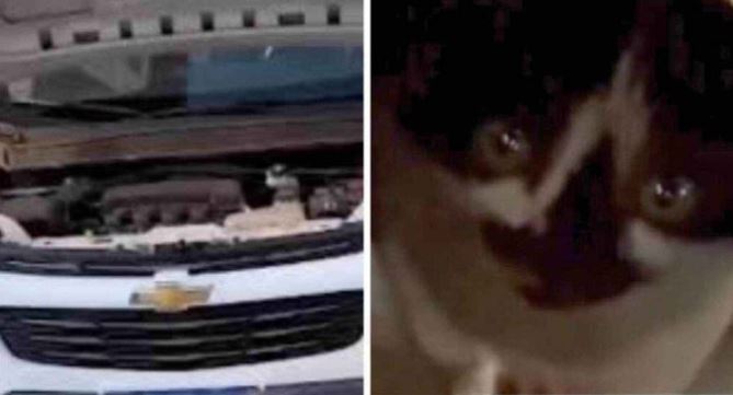 Gato viaja escondido mais de mil quilômetros em motor de carro