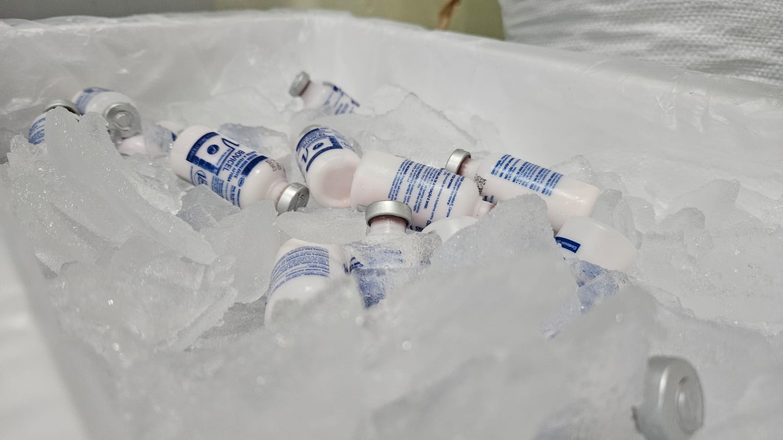 Idam envia vacinas contra febre aftosa a 6 municípios do Amazonas