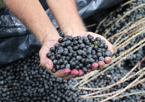 Produção de açaí contribui diretamente na redução de CO2, diz estudo