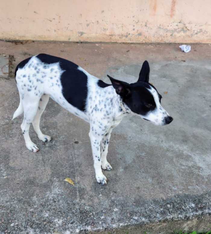 Cadela dócil é encontrada perdida no conjunto Hiléia