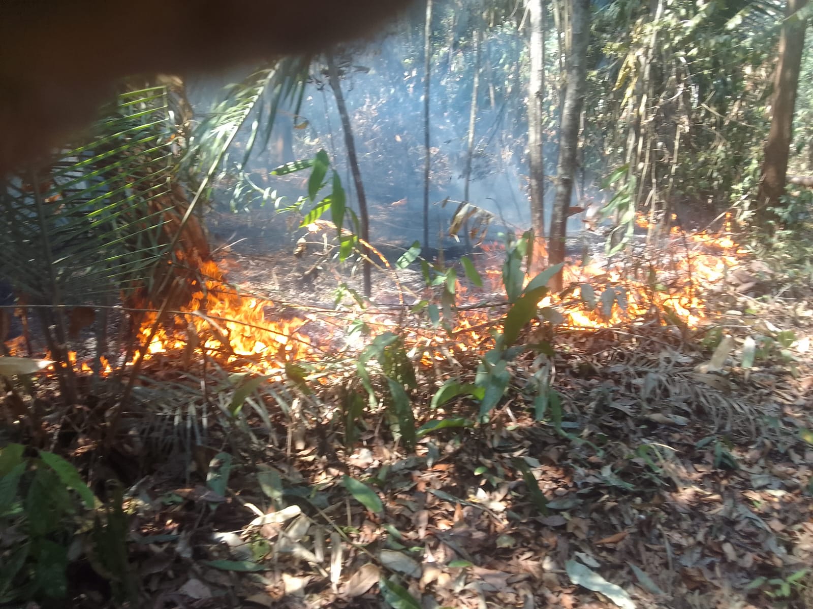 Em nove meses, Inpe detecta mais de 5,2 mil focos de queimadas no Amazonas 