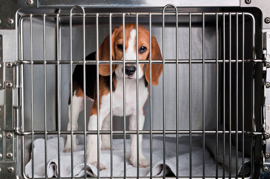 Projeto autoriza dedução no IR por doações para a proteção de animais 