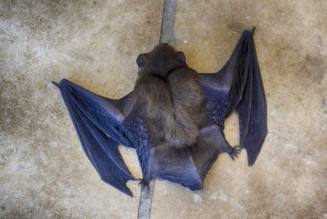 Pesquisa da brasileira estuda relação de morcegos com a covid-19