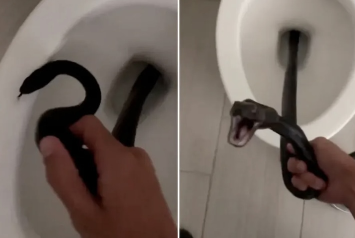 Cobra tenta dar o bote em mulher dentro de vaso sanitário 