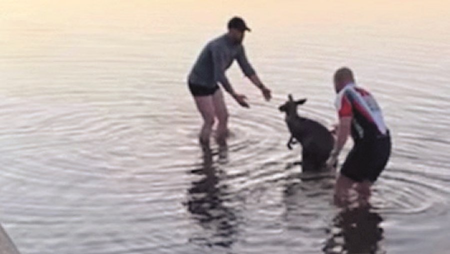 Homens resgatam canguru tremendo em lago gelado na Austrália