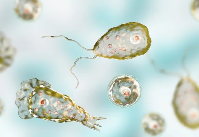 Ameba comedora de cérebro é achada em água que abastece 8 cidades do Texas