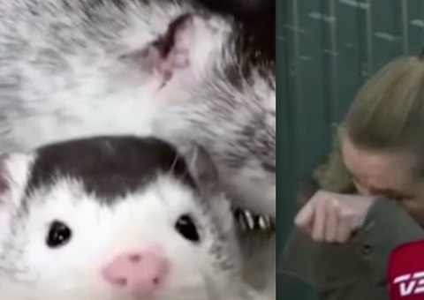 Premiê da Dinamarca chora por ter autorizado morte de animais saudáveis