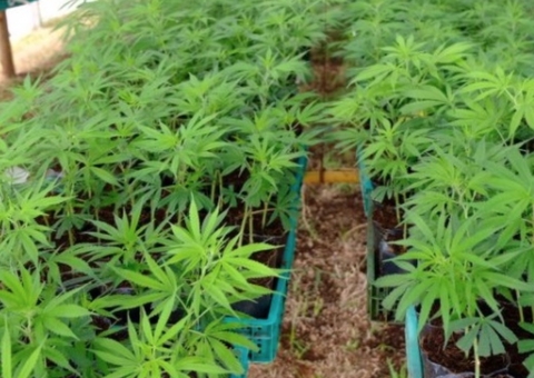 ONU retira maconha de lista de drogas consideradas mais perigosas