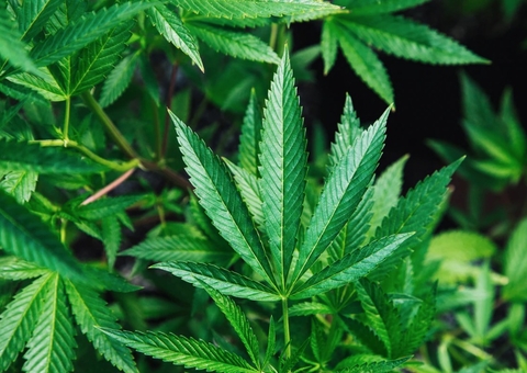 Deputados aprovam descriminalização da maconha nos Estados Unidos