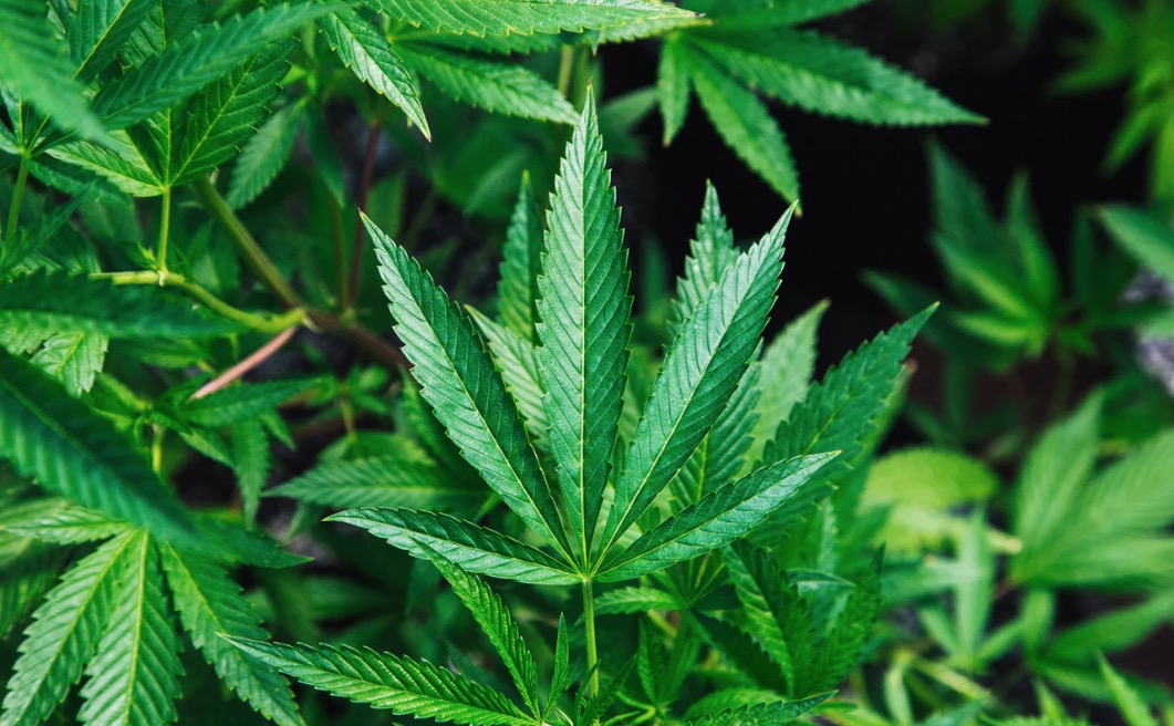 Deputados aprovam descriminalização da maconha nos Estados Unidos