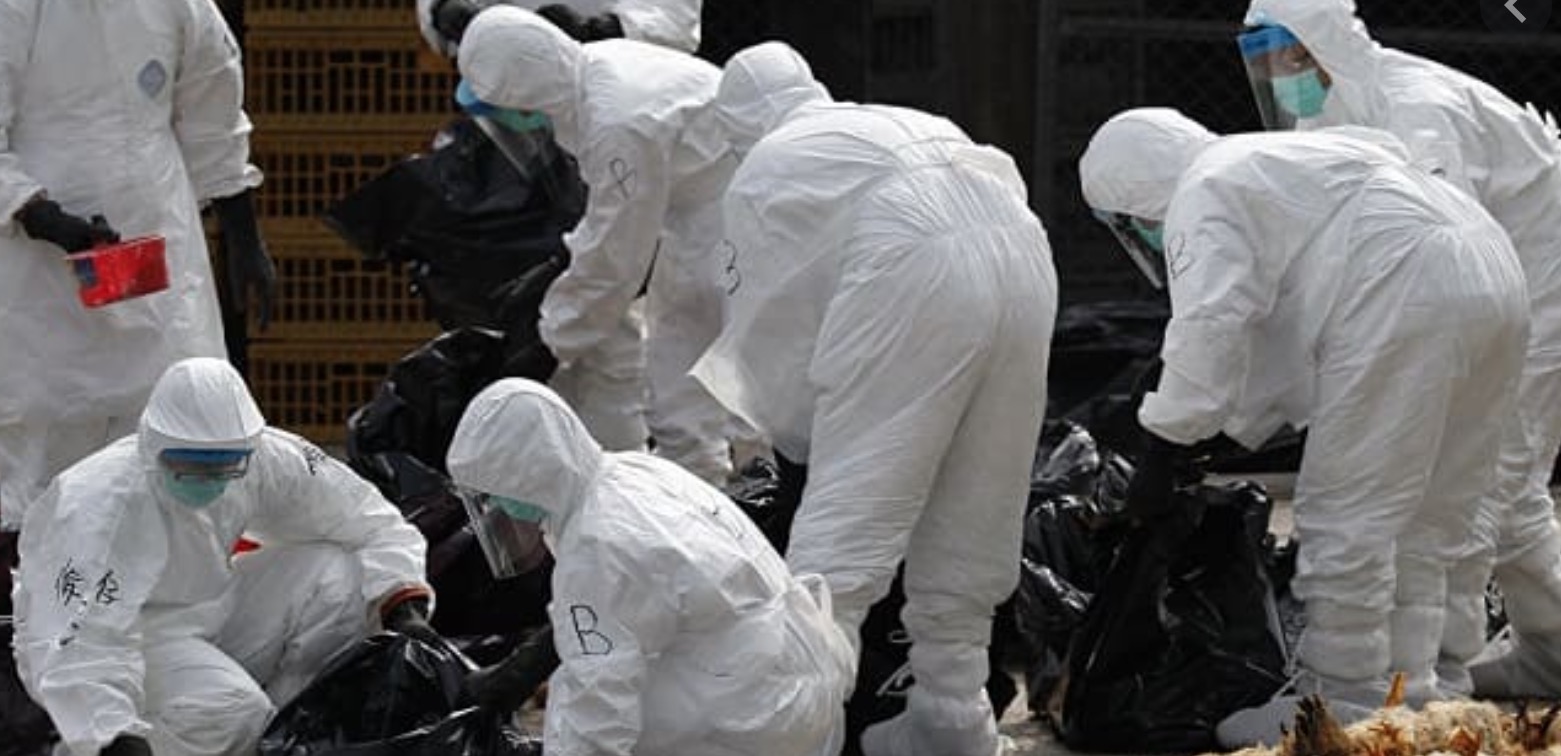 Gripe aviária se espalha por diversas regiões no Japão