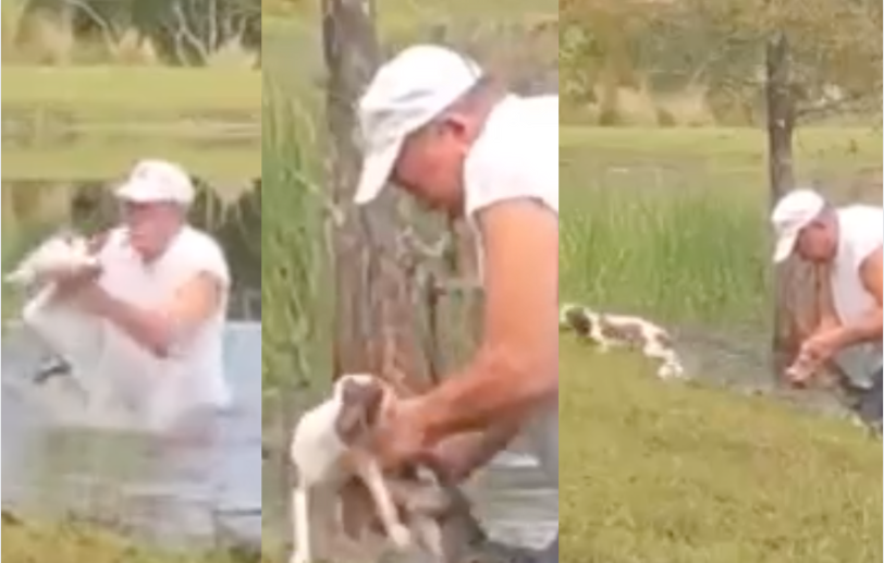  Vídeo: Homem luta com crocodilo para salvar cachorrinho de estimação
