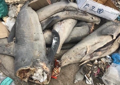 Empilhados, tubarões são encontrados sem cabeças e caudas no Chile