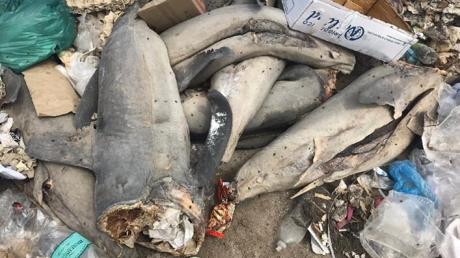 Empilhados, tubarões são encontrados sem cabeças e caudas no Chile