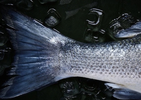 China diz que detectou Covid em peixe do Brasil e suspende importação