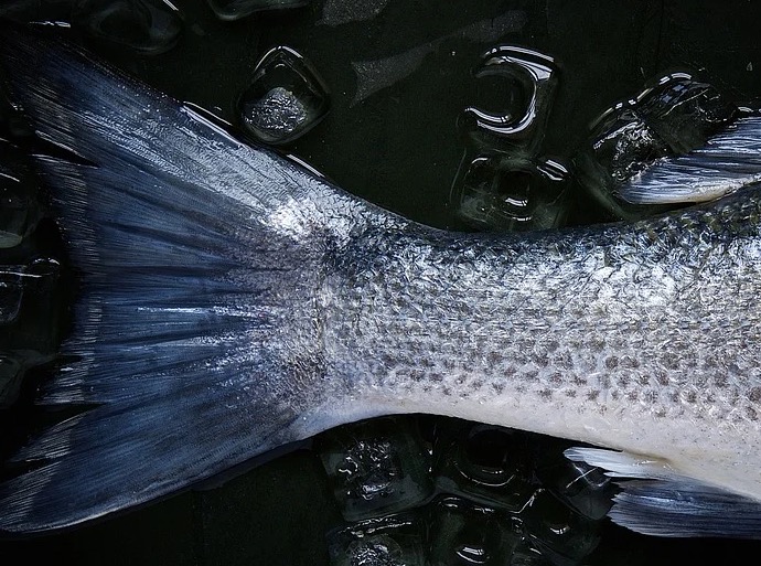 China diz que detectou Covid em peixe do Brasil e suspende importação