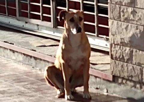 Cadela comove país ao permanecer esperando dona que morreu de infarto