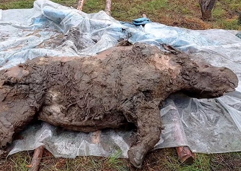 Rinoceronte da Era do Gelo é encontrado com órgãos intactos